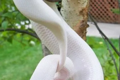 serpiente albina
