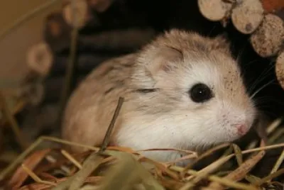 un hermoso hamster