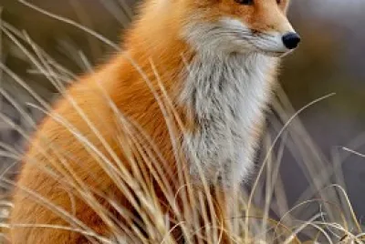 zorrito :3