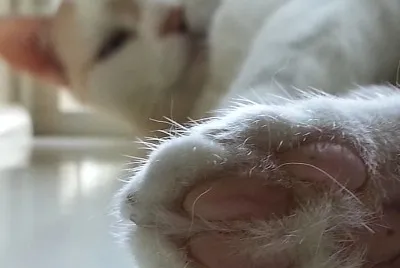 Kitty tootsie
