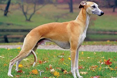 Whippet