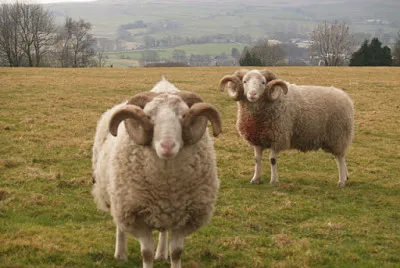 Whitefaced woodland