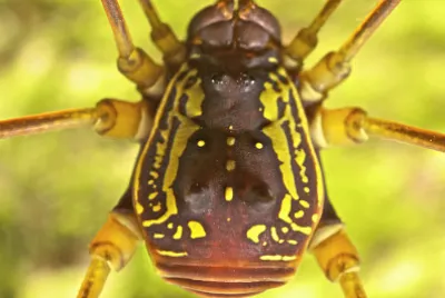 Cosmetidae 01
