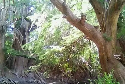 el laguito Durango