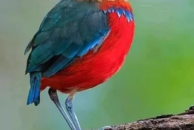cores
