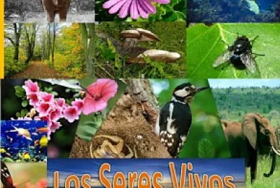 פאזל של SERES VIVOS