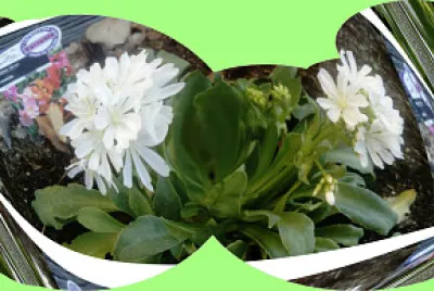 fleurs au travers de lunettes