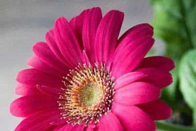 flower pink
