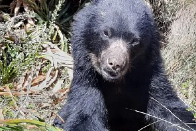 Oso andino (Termarctos ornatus)