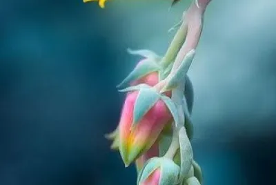 flores