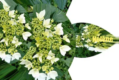 פאזל של Hortensia