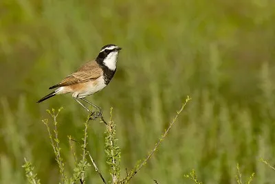 Oenanthe pileata