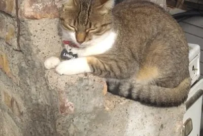 פאזל של fotos de mis gatas