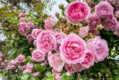 פאזל של flores