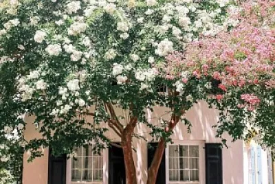 פאזל של flores