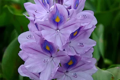 flores