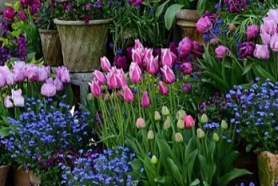 פאזל של flores