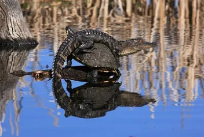 Aus croc