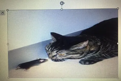 Ø§Ù„Ù‚Ø· ÙˆØ§Ù„ÙØ§Ø±