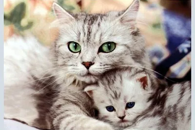 Maman et joli chaton