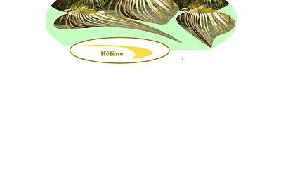Palmier