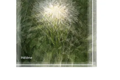 פאזל של Dahlias Blanc