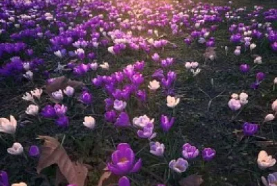 rosas silvestres jigsaw puzzle