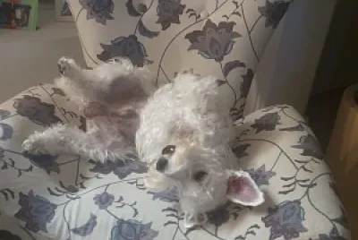 cachorro na cadeira