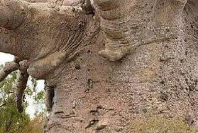 IL GIGANTE