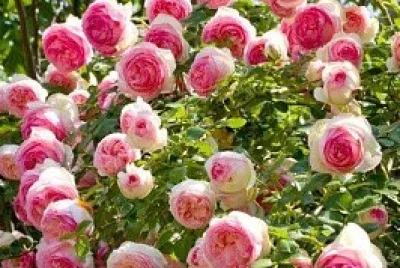 פאזל של flores