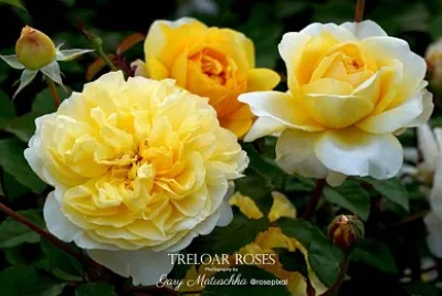 פאזל של flores