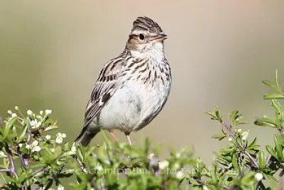 Lullula arborea