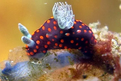 Nembrotha yonowae