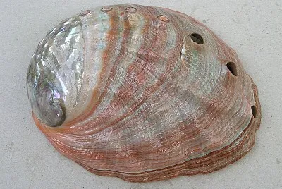 Haliotis fulgens