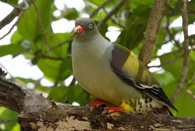 Piccione verde africano