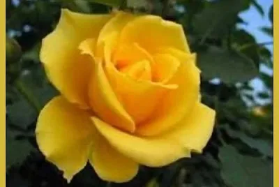 Rose jaune