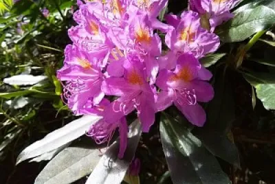 פאזל של flores
