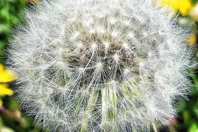פאזל של flores