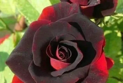 פאזל של roses
