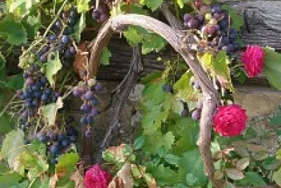 rose et cep de vigne jigsaw puzzle