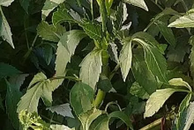 Dahlias Blanc