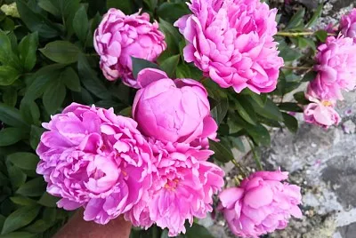 pivoine