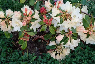 rhodo