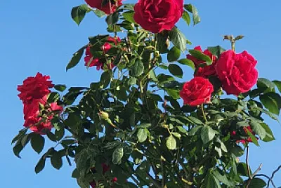 פאזל של bouquet