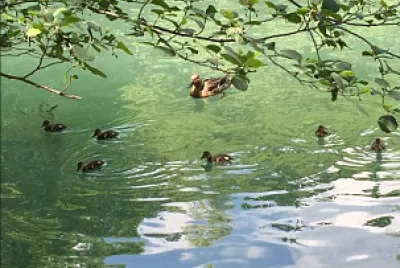 פאזל של canard