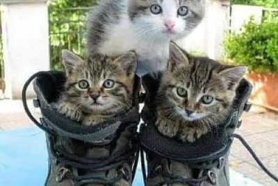 פאזל של chat bottÃ©