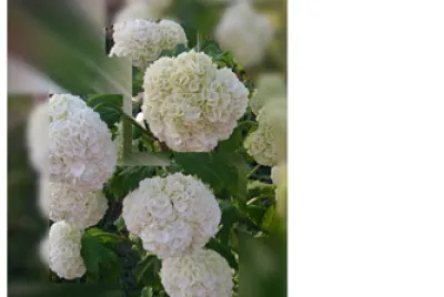 Hortensia