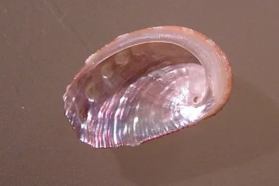 Haliotis varia