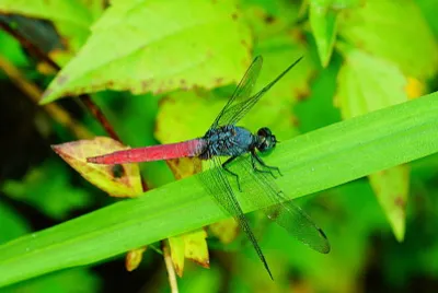 Orthetrum pruinosum