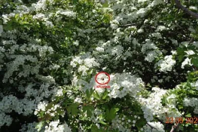 פאזל של L 'IMPOLLINATRICE